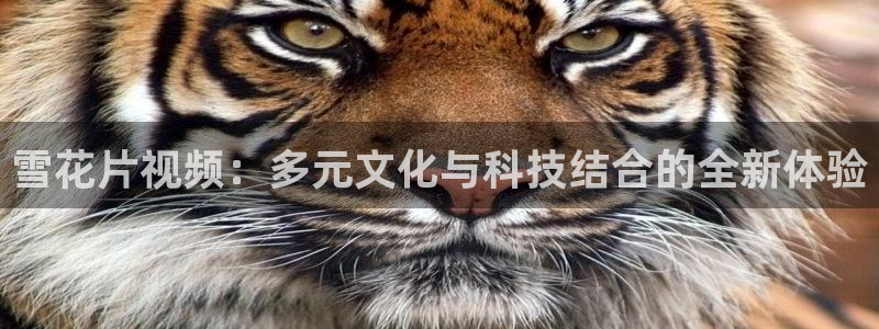 神马影院大全免费观看
