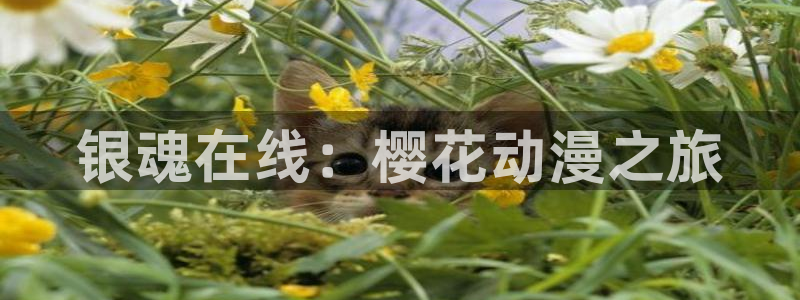 神马影院电视在线观看免费